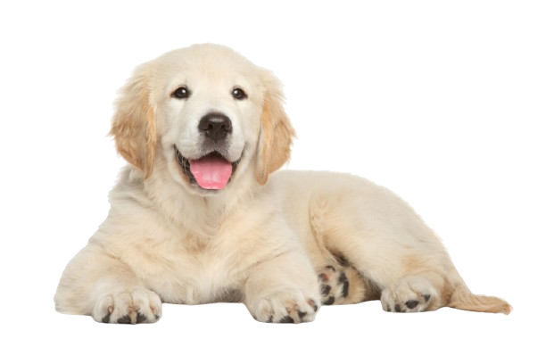 Happy Dog