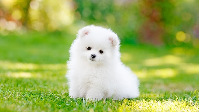 Happy Dog