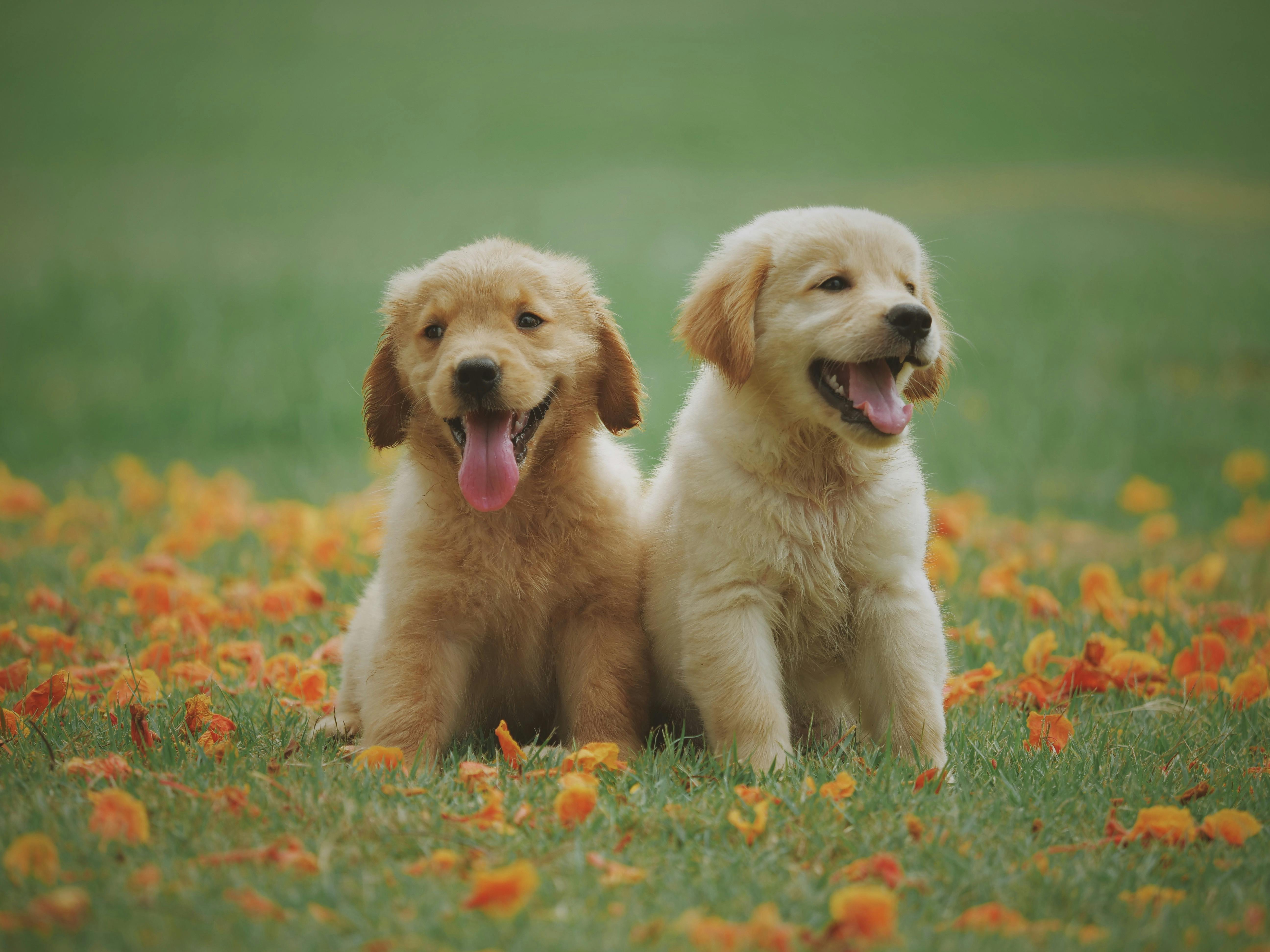 Puppy 1