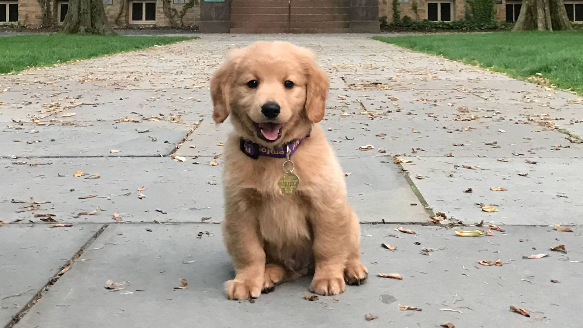 Puppy 2