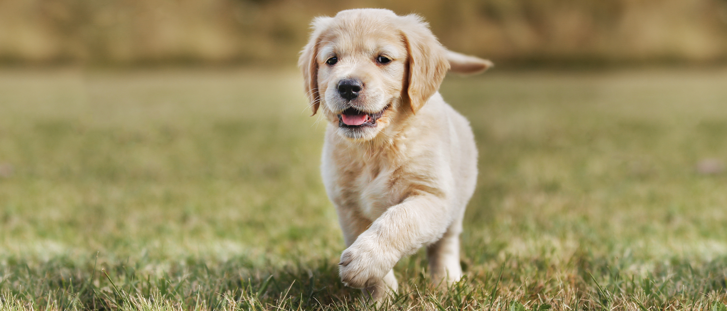 Puppy 3